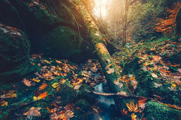 Güzel sonbahar ormanı. Vadideki dağ nehri, renkli kayın ağaçları, kavak ve akçaağaç yaprakları altın sabah ışığı ile aydınlatılıyor. Yağmurlu bir günden sonra nehir kıyısında taze yeşil yosunlu taşlar — Stok fotoğraf