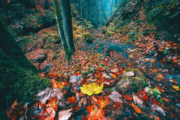 Sendero sendero a través del hermoso bosque misterioso otoño en el valle con árboles, hojas de color naranja dorado en la luz suave de la mañana —  Fotos de Stock