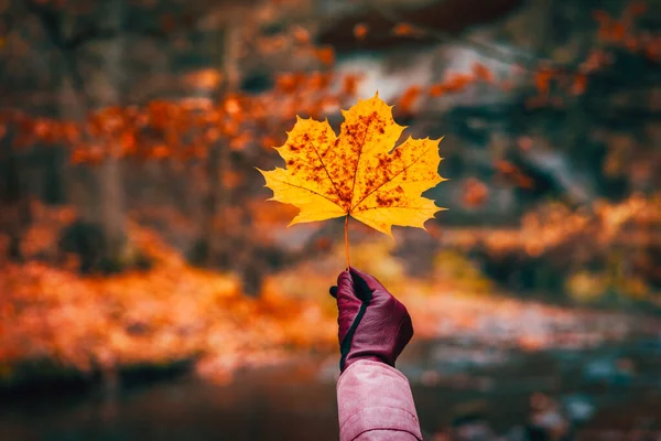 Hand in glove holding a golden yellow maple leave against defocused autumn forest with river — Stock Photo, Image