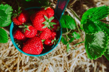 Mavi kova taze çekme juicystrawberries tam kapatın. Güneşli çilek alan