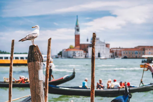 Γραφική θέα στο θολό Πανόραμα της Βενετίας του ανάχωμα Venices με γλάρος μπροστά. Η πιο δημοφιλής τουριστική ατραξιόν, καλοκαιρινές διακοπές Citytrip στην Ιταλία — Φωτογραφία Αρχείου