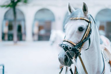 Dünyaca ünlü Lipizzaner Aygırı 'nın portresi efsanevi Beyaz Aygır atı. Viyana 'daki İspanyol Binicilik Okulu