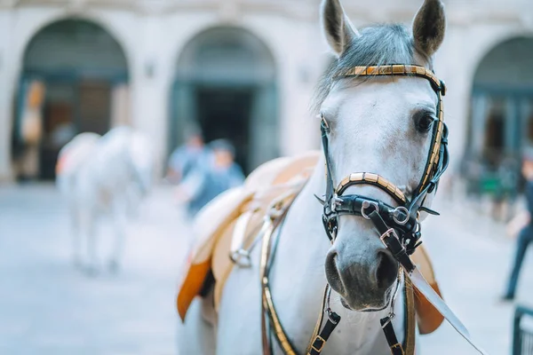 Retrato del mundialmente famoso caballo Lipizzaner Stallion legendario White Stallions antes del espectáculo. Escuela de Español de Equitación en Viena — Foto de Stock