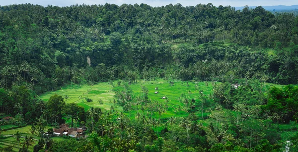 Risspår och några hyddor mellan, Sideman, Bali, Indonesien — Stockfoto