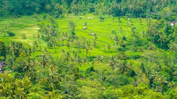 水稻 tarraces 和一些小屋之间，Sidemen，印度尼西亚巴厘岛 — 图库照片