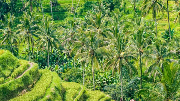 在 Tegalalang 水稻梯田，巴厘岛，巴厘岛，棕榈树 — 图库照片