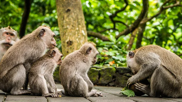 Abertura Coco, Macacos de cauda longa, Macaca fascicularis, na Floresta do Macaco Sagrado, Ubud, Indonésia — Fotografia de Stock