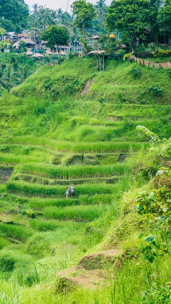 Tourist couple making photo from amazing tegalalang rice terrace cascades fields with beautiful coconut palm trees growing on it, Ubud, Bali, Indonesia — 스톡 사진