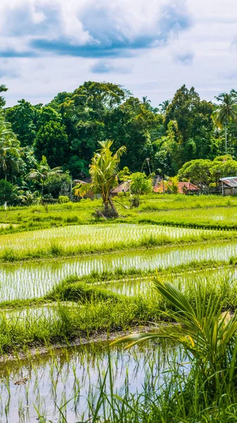 Pirinç terasları orta ormanda, Bali, Endonezya under — Stok fotoğraf