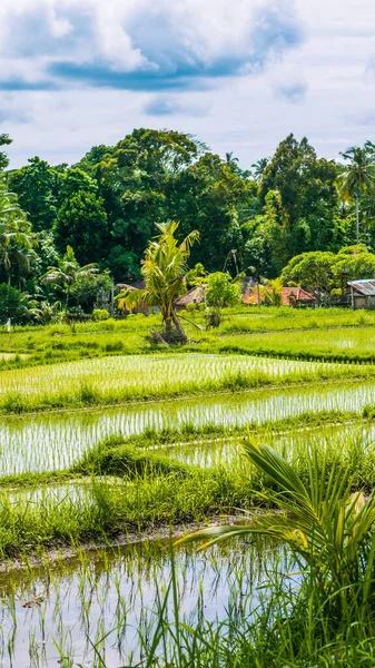 Rice filed terraces middle in jungle, Bali, Indonesia — Stock Photo, Image