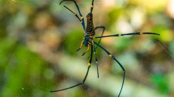 Nephila maculata sur filet d'araignée, île de Gam, Papouasie occidentale, Raja Ampat, Indonésie — Photo