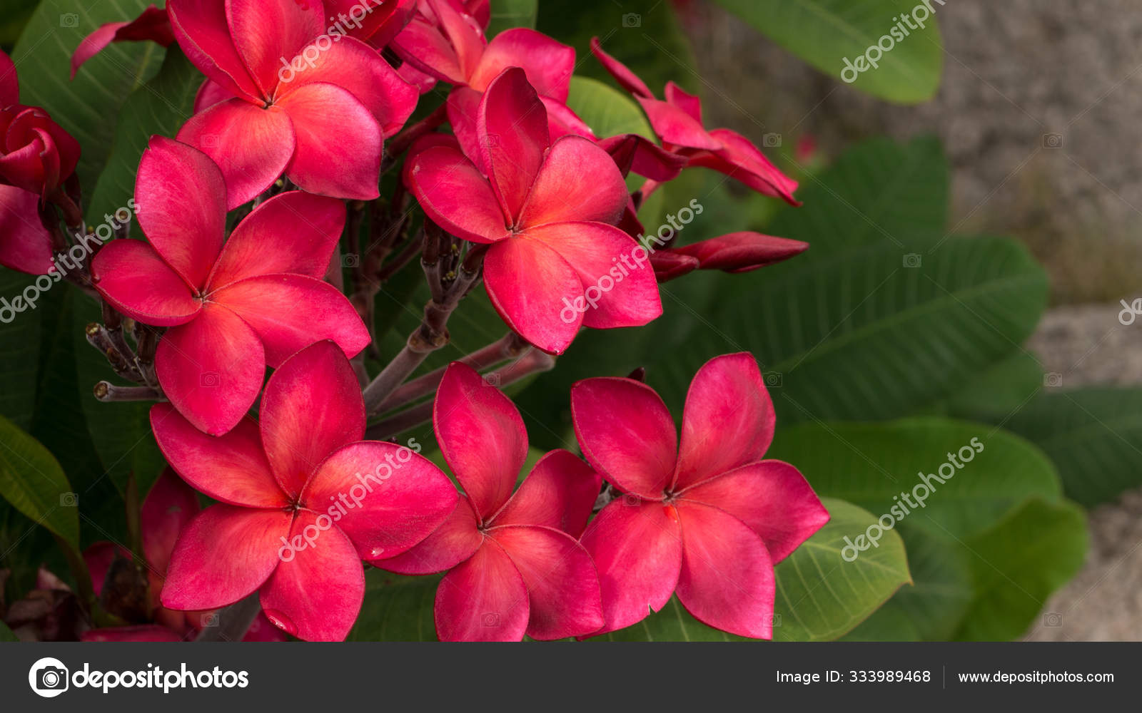 Bunch Of Red Frangipani Plumeria Flowers On Sunny Day Stock Photo C Galeja 333989468