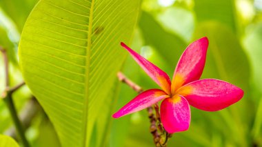 Lila frangipani plumeria çiçek güneşli