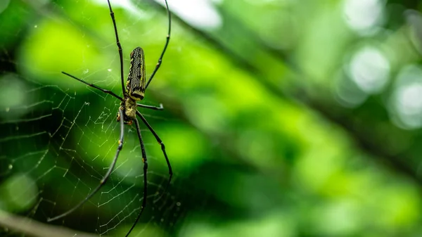Femelle Golden Web Spider Nephila pilipes — Photo