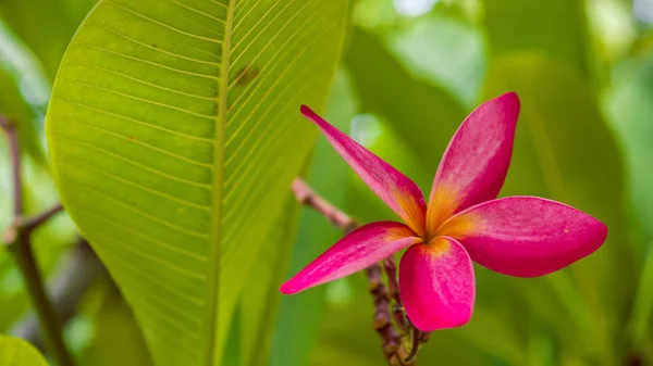 Fiori di plumeria lilla frangipani nella giornata di sole — Foto Stock