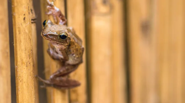 Close up of Beautiful Frog on Dry Bamboo Stick. Front Short Perspective. Koh Tao, Thailand — Stock Photo, Image