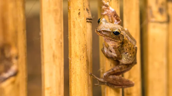 Close-up van Beautiful Frog on Dry Bamboo Stick. Voorzijde Korte Vooruitzichten. Koh Tao, Thailand — Stockfoto