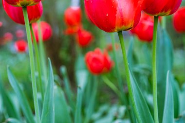 Kırmızı lale Park grubu. Bahar sezonu zaman