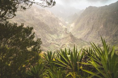 Arka planda Xo-xo vadisinin Yucca bitkileri ve kayalık dağları var. Santo Antao Adası, Cape Verde