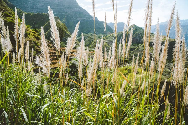 Санто-Антао, Кабо-Верде. Сахарная плантация на самом зеленом и северном острове Кабо-Верде — стоковое фото