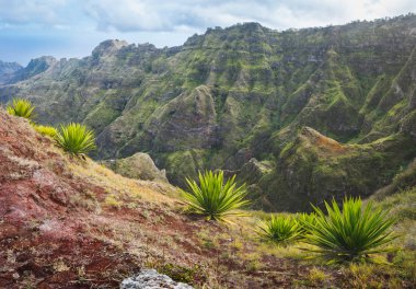Santo Antao Adası, Cape Verde. Dik bir yamaçta, arka planda dağ yamacı olan bitkiler.