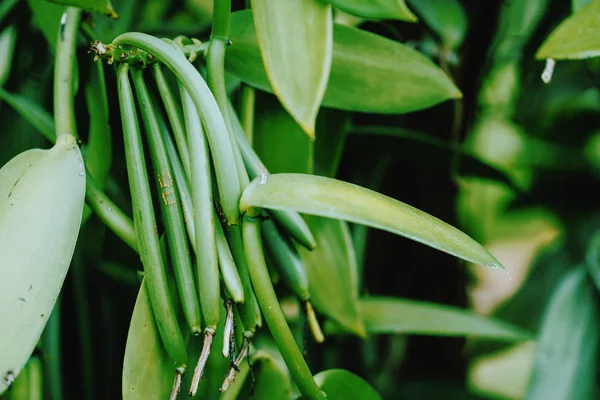 Vanilla planifolia. Primer plano de vainas de frijol en la agricultura plantación de clima tropical — Foto de Stock