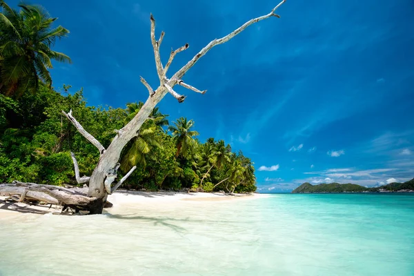 Surreal pohled s suchým kmenem stromu na písečné pláži s palmami a modrá laguna a obloha — Stock fotografie