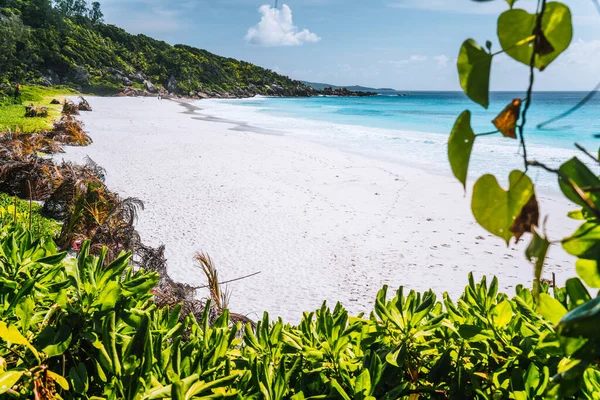 Petite Anse παράδεισος παραλία καλοκαιρινές διακοπές vibes πλαισιώνεται από πράσινο φύλλωμα. Νήσος Λα Ντιγκ, Σεϋχέλλες — Φωτογραφία Αρχείου