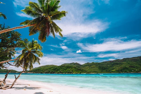 Palmy na rajské pláži s bílým pískem a lagunou modrého oceánu. Bílé mraky na modré obloze — Stock fotografie