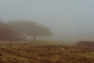 Ağaçların silueti ve sütlü siste bir ev. Pelerin Verde, Corda.