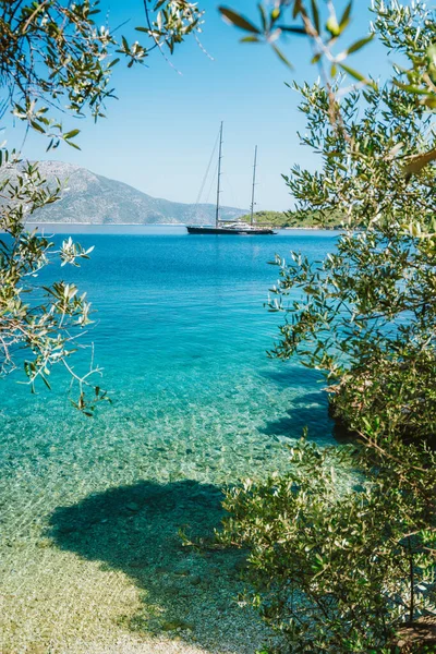 Летний отдых в Греции. Роскошная частная яхта в морской лагуне, окруженной старым оливковым деревом — стоковое фото