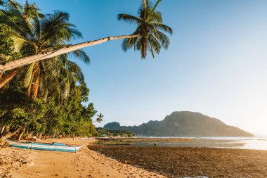 Altın gün batımında palmiye ağacı ve yerel tekne. El Nido Körfezi. Palawan 'da. Filipinler
