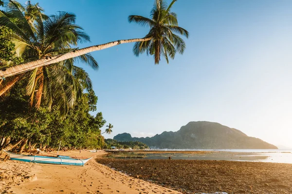 Altın gün batımında palmiye ağacı ve yerel tekne. El Nido Körfezi. Palawan 'da. Filipinler