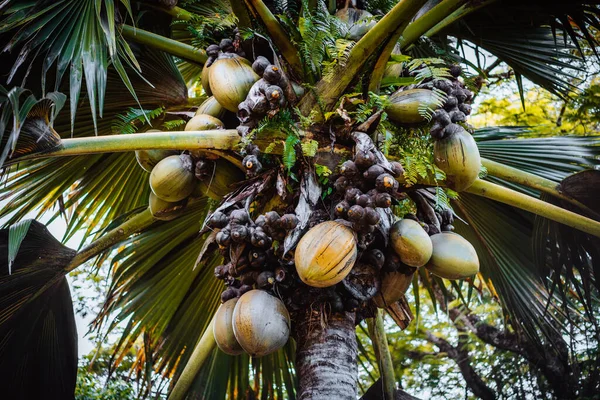 Primer plano de Lodoicea conocido como coco de mer o coco doble. Es endémica de las islas de Praslin y Curieuse en las Seychelles — Foto de Stock