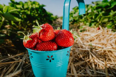 Taze toplanmış taze, leziz çilekler yeşil yaprakların yanındaki mavi bir kovada.