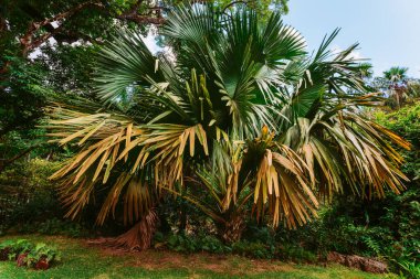 Mahe Ulusal Parkı. Lodoicea, coco de mermer ya da duble hindistan cevizi olarak bilinir. Seyşeller adalarına özgüdür.