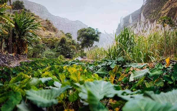 Santo Antao. Cape Verde 'de. Dağın dibindeki yemyeşil vadideki nilüfer bitkileri. — Stok fotoğraf