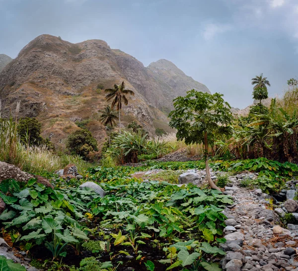 Santo Antao. Cape Verde. beautiful valley with lotus plants and river at the bottom of a mountain — Stock Photo, Image