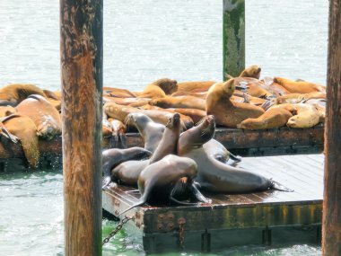 Sea lions at Pier 39, San Francisco, USA clipart