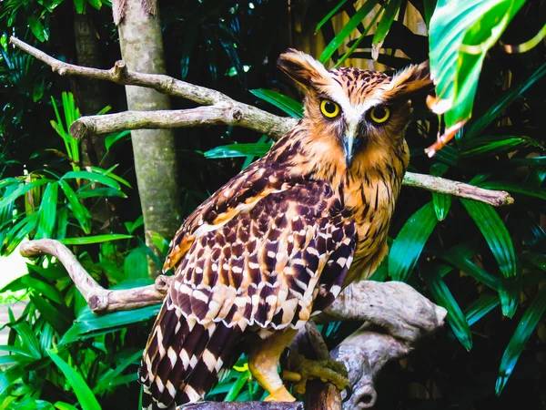 Eurasian Eagle Owl posazený na větvi. — Stock fotografie