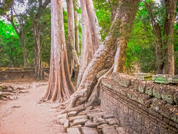 La foto de los árboles y el templo, Angkor, Camboya —  Fotos de Stock