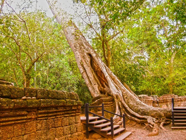 Foto Los Árboles Templo Viejo Angkor Camboya — Foto de Stock