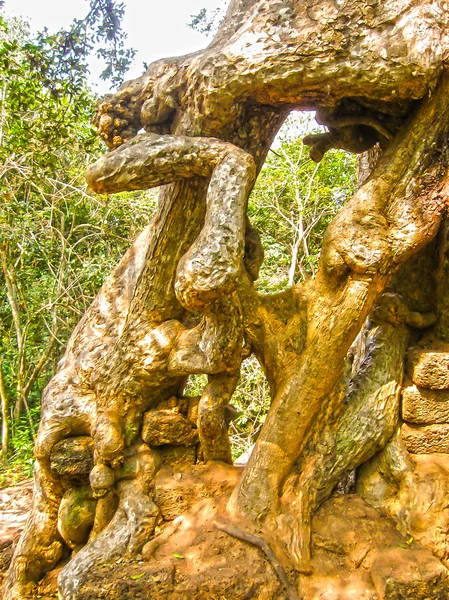 Image Vieil Arbre Angkor Cambodge — Photo