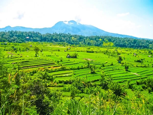 Groene rijstvelden in Bali eiland, Indonesië — Stockfoto