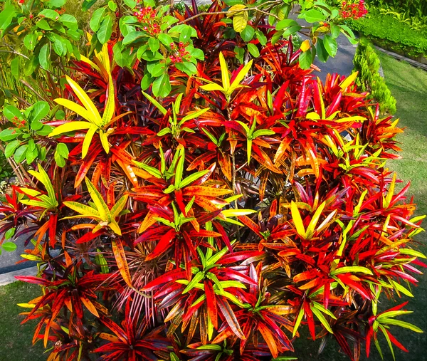 バリ島での熱帯の葉の閉鎖 — ストック写真