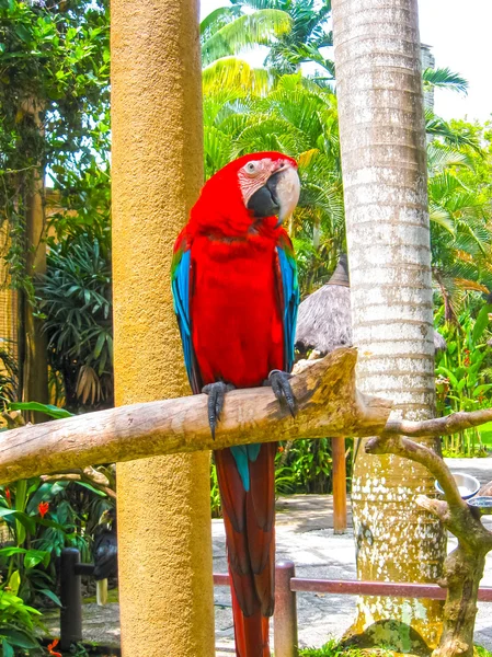 Colorful parrot macaws sitting on perch — Stock Photo, Image