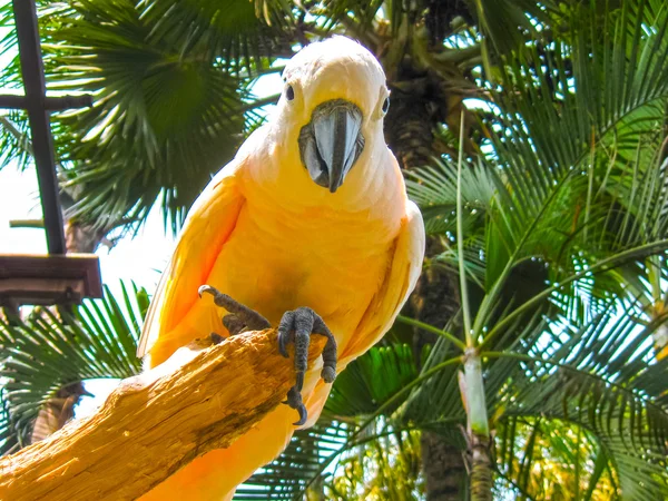 As araras de papagaio branco sentado no poleiro — Fotografia de Stock