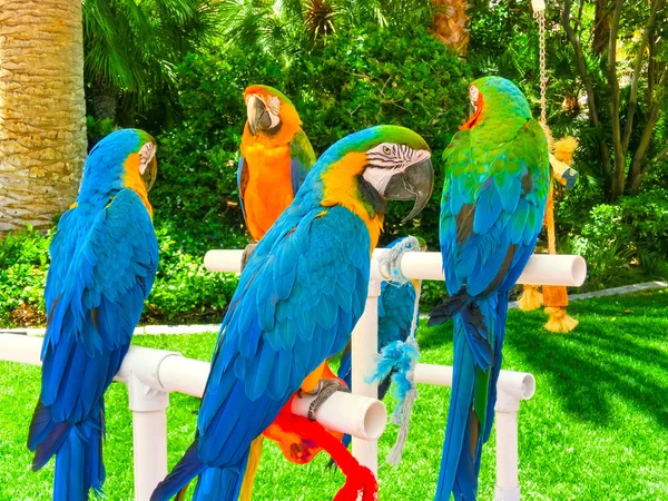 Colorful parrots macaws sitting on perch — Stock Photo, Image