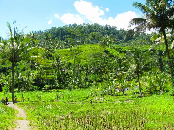 Terrasser För Grönt Ris Bali Island Indonesien — Stockfoto