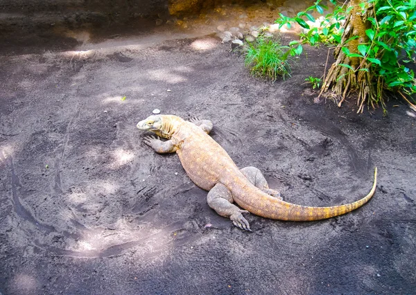 Komodo Dragon, Indonésie — Stock fotografie